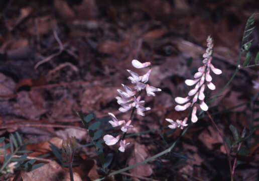 Image of Carolina vetch