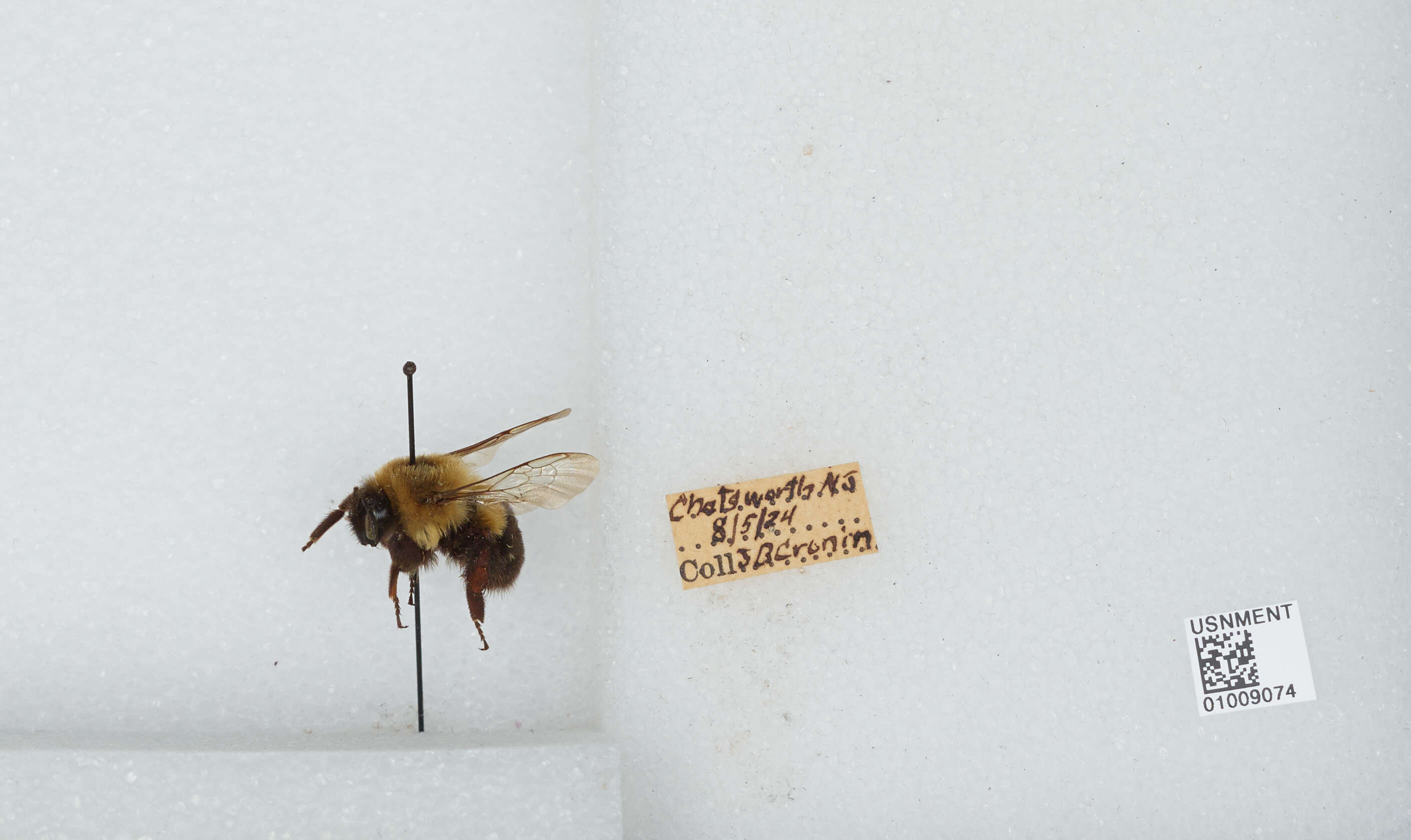 Image of Common Eastern Bumblebee