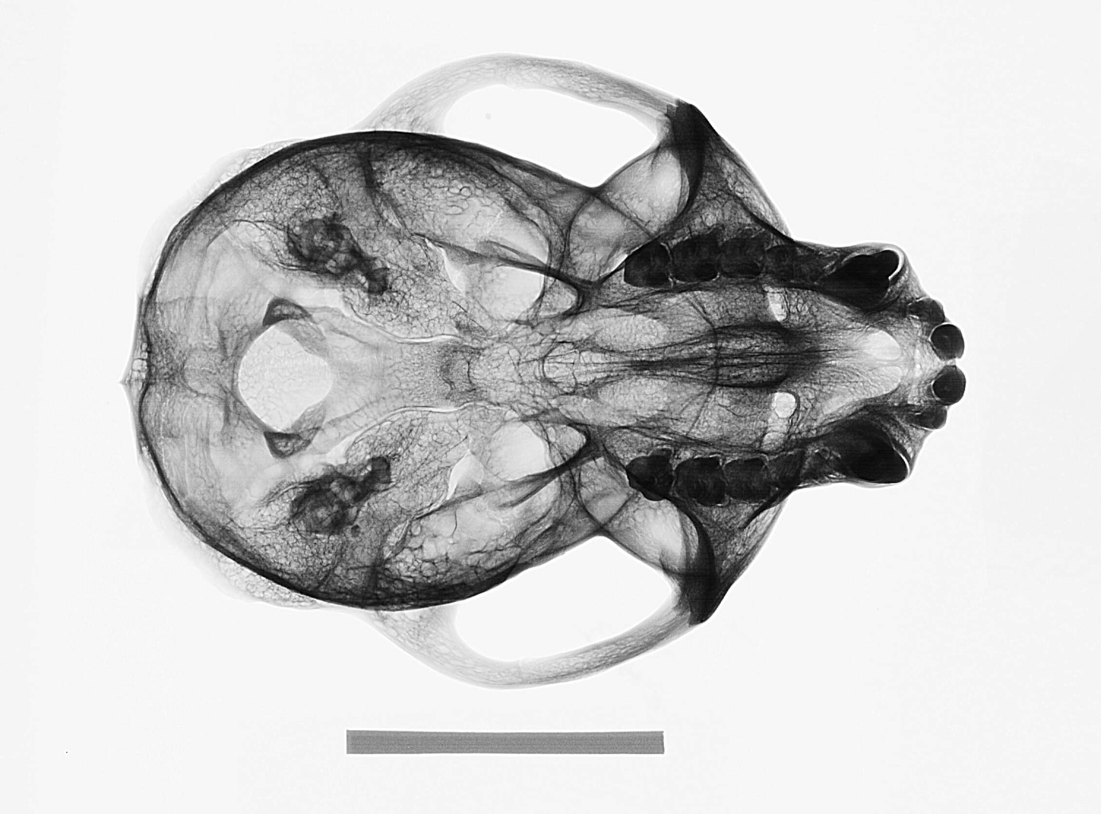 Sivun Cercopithecus mitis stuhlmanni Matschie 1893 kuva