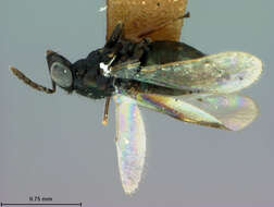 Image of Eulophidae