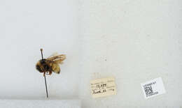 Image of Two Form Bumble Bee