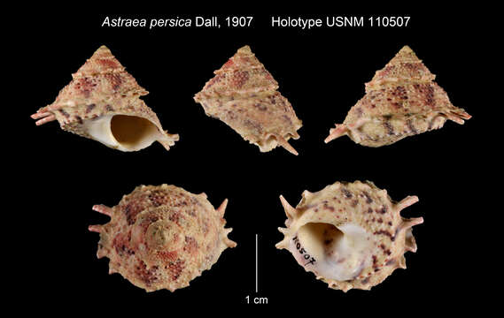 Image of Bolma persica (Dall 1907)