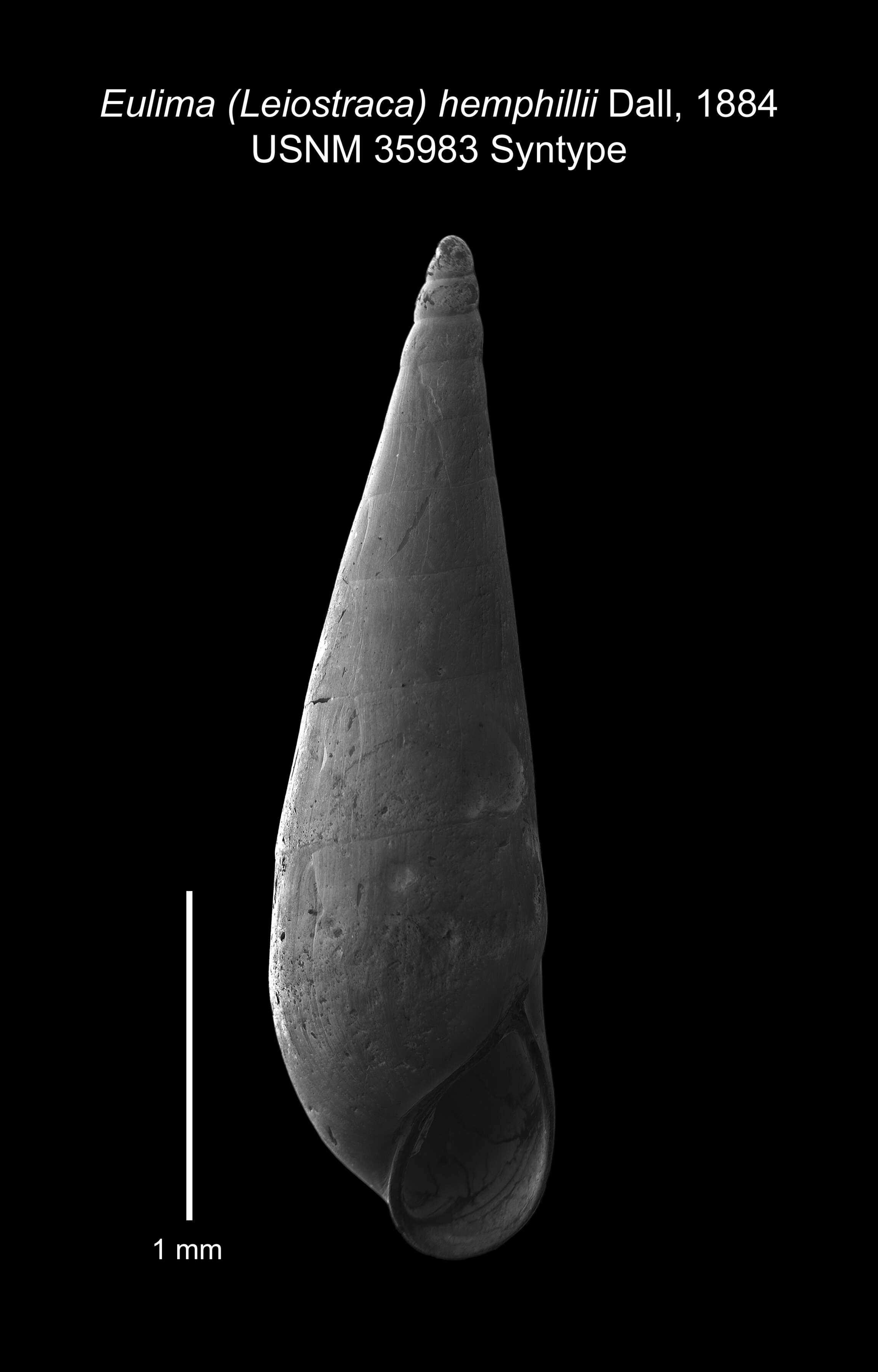 Image of Microeulima hemphillii (Dall 1884)