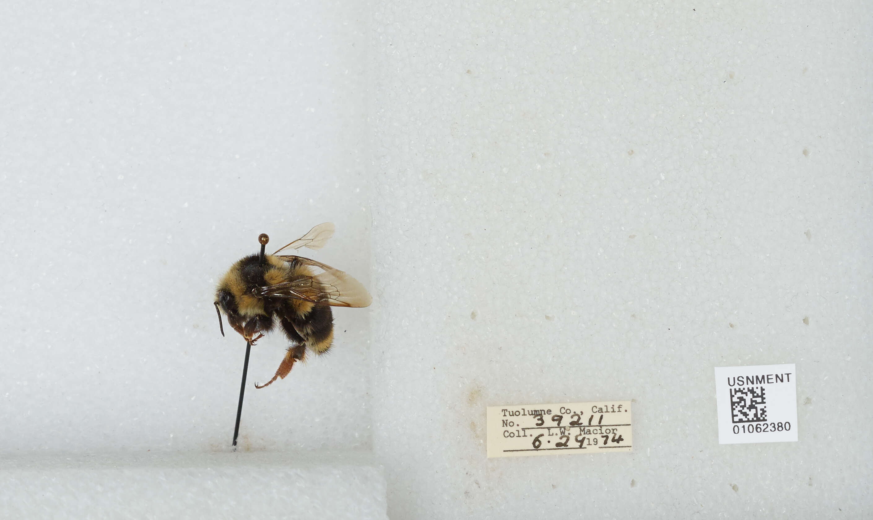 Image of Two Form Bumble Bee