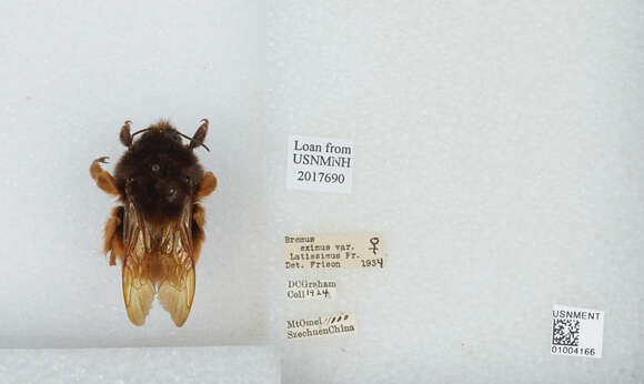 Image of Bombus eximius Smith 1852