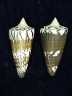 Image of general cone