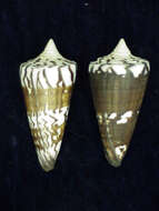 Sivun Conus generalis Linnaeus 1767 kuva