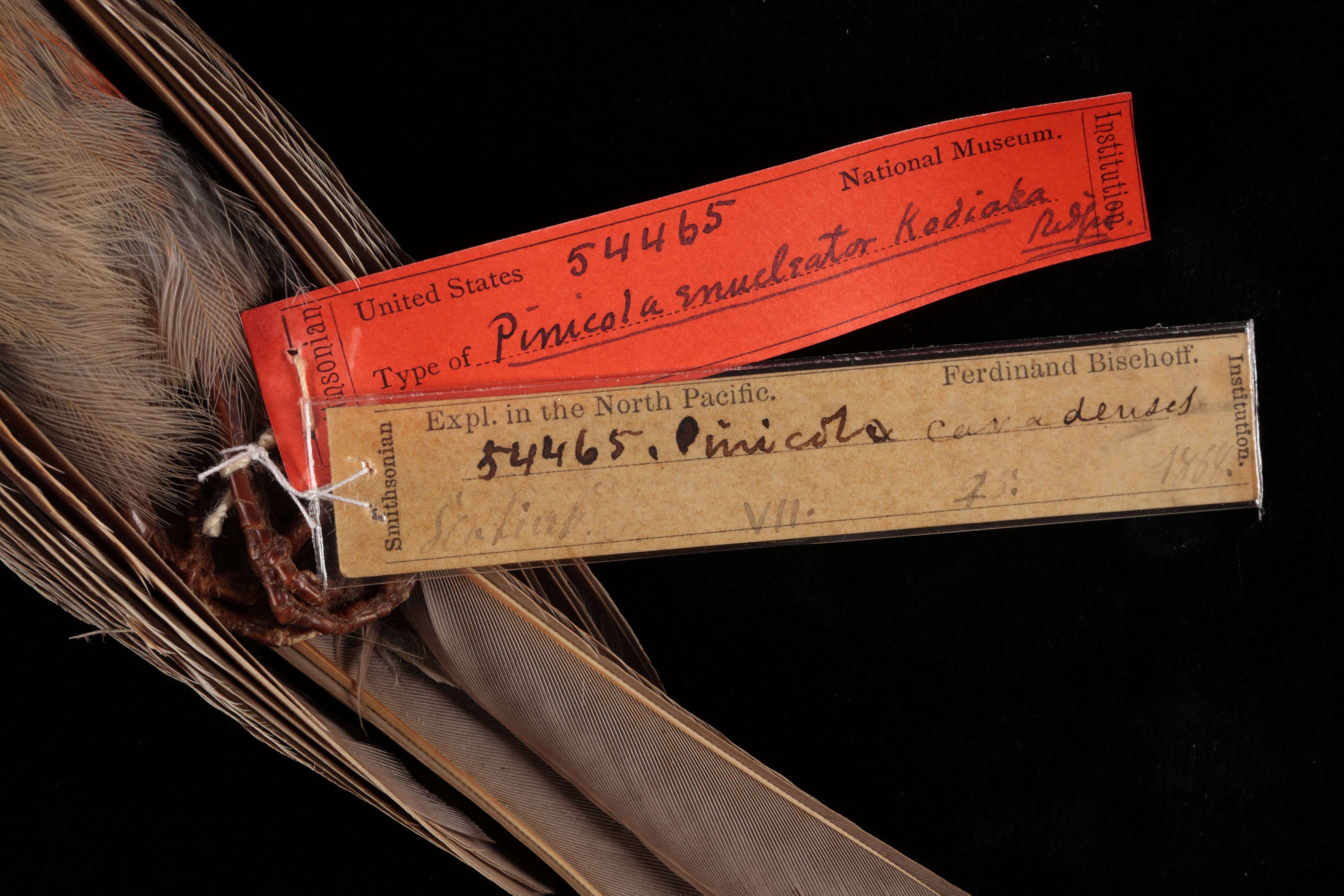 Image of Pinicola enucleator flammula Homeyer 1880