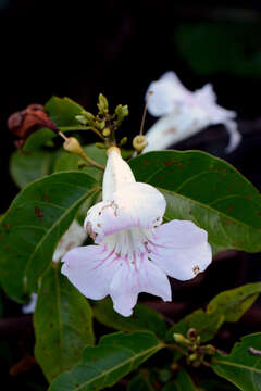 Image de Bignonia aequinoctialis L.