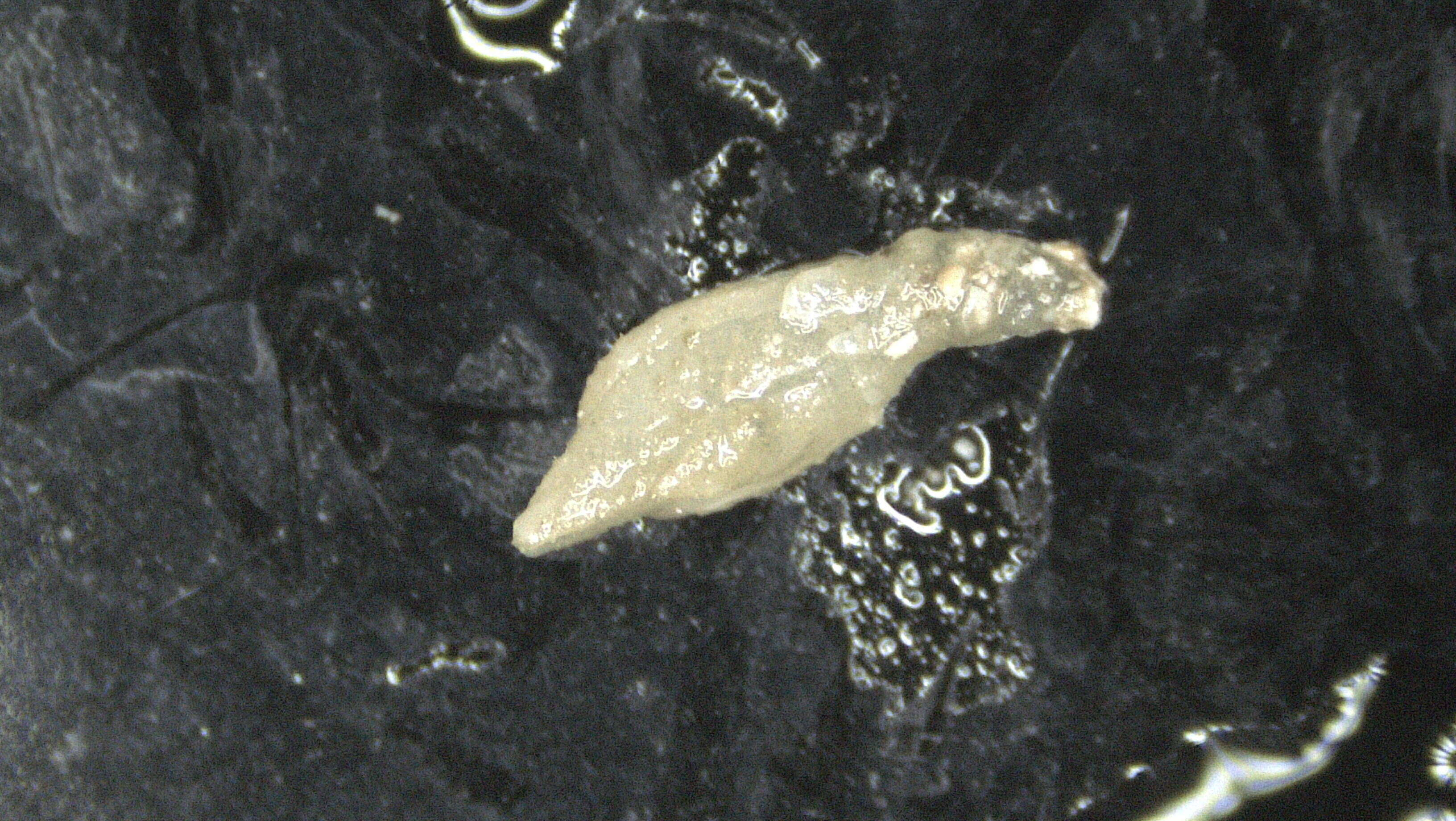 Image of Scalpellidae