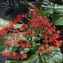 Imagem de Clerodendrum thomsonae