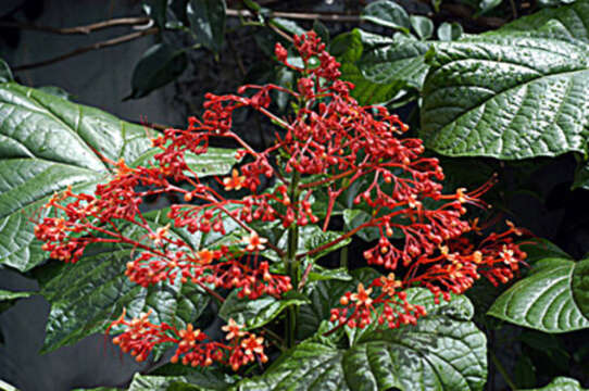 Imagem de Clerodendrum thomsonae