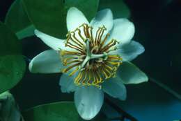 Passiflora costata Mast. resmi