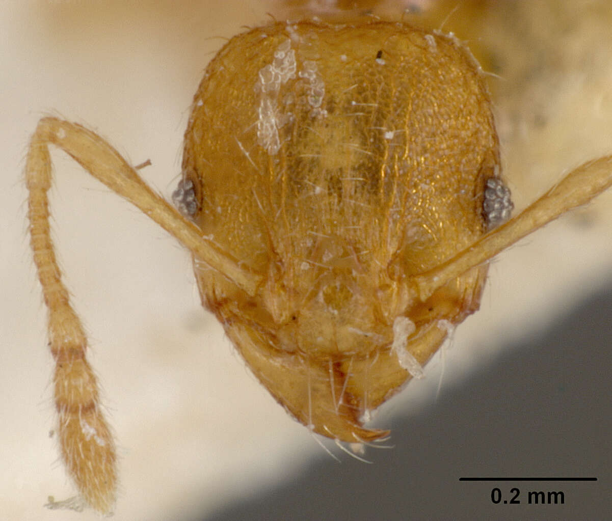 Image of Pheidole rinae tipuna Forel 1912