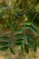 Image of Zanthoxylum fagara subsp. lentiscifolium (Humb. & Bonpl. ex Willd.) Reynel