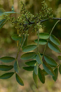 Image of Zanthoxylum fagara subsp. lentiscifolium (Humb. & Bonpl. ex Willd.) Reynel