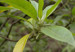 Image of Purple Half-Flower