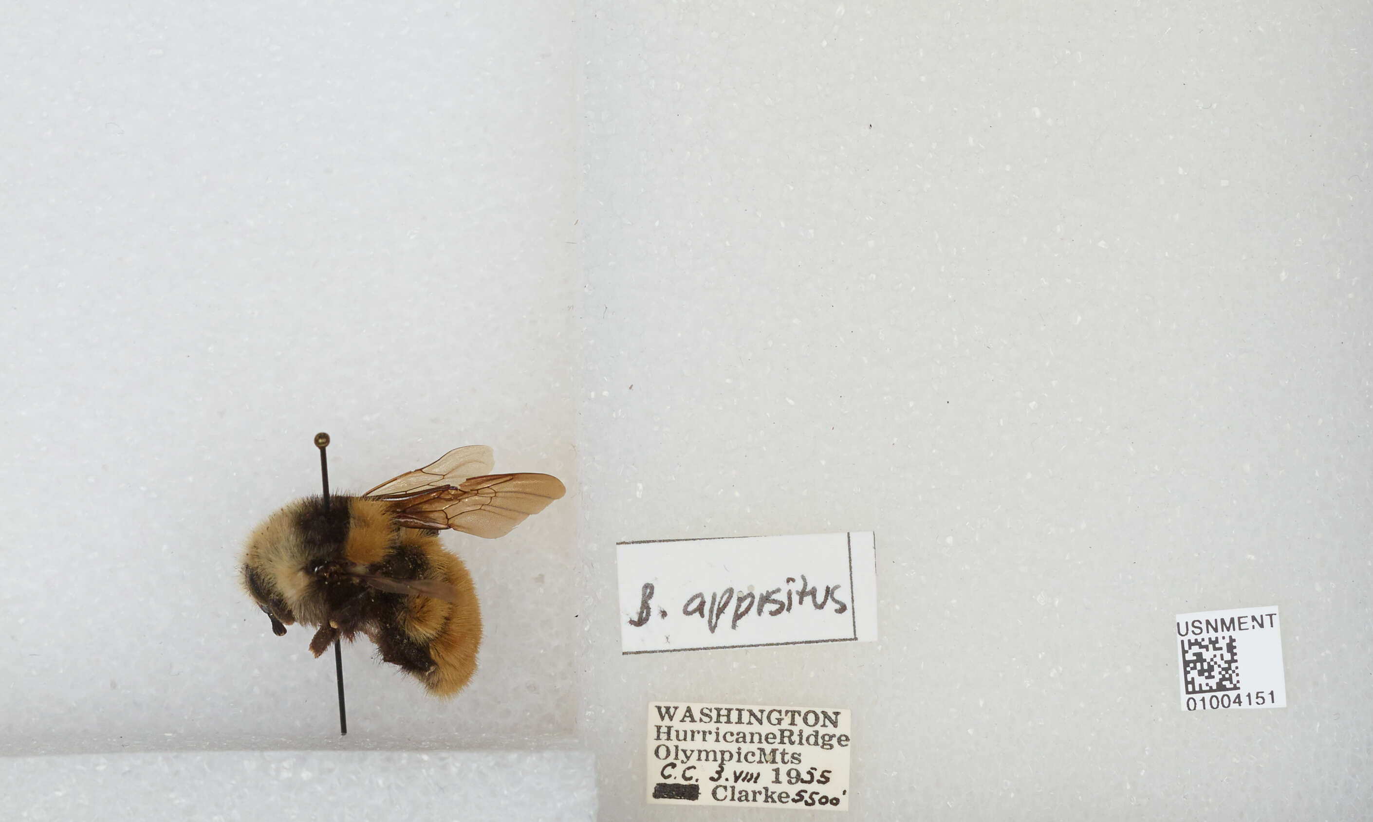 Слика од Bombus appositus Cresson 1879