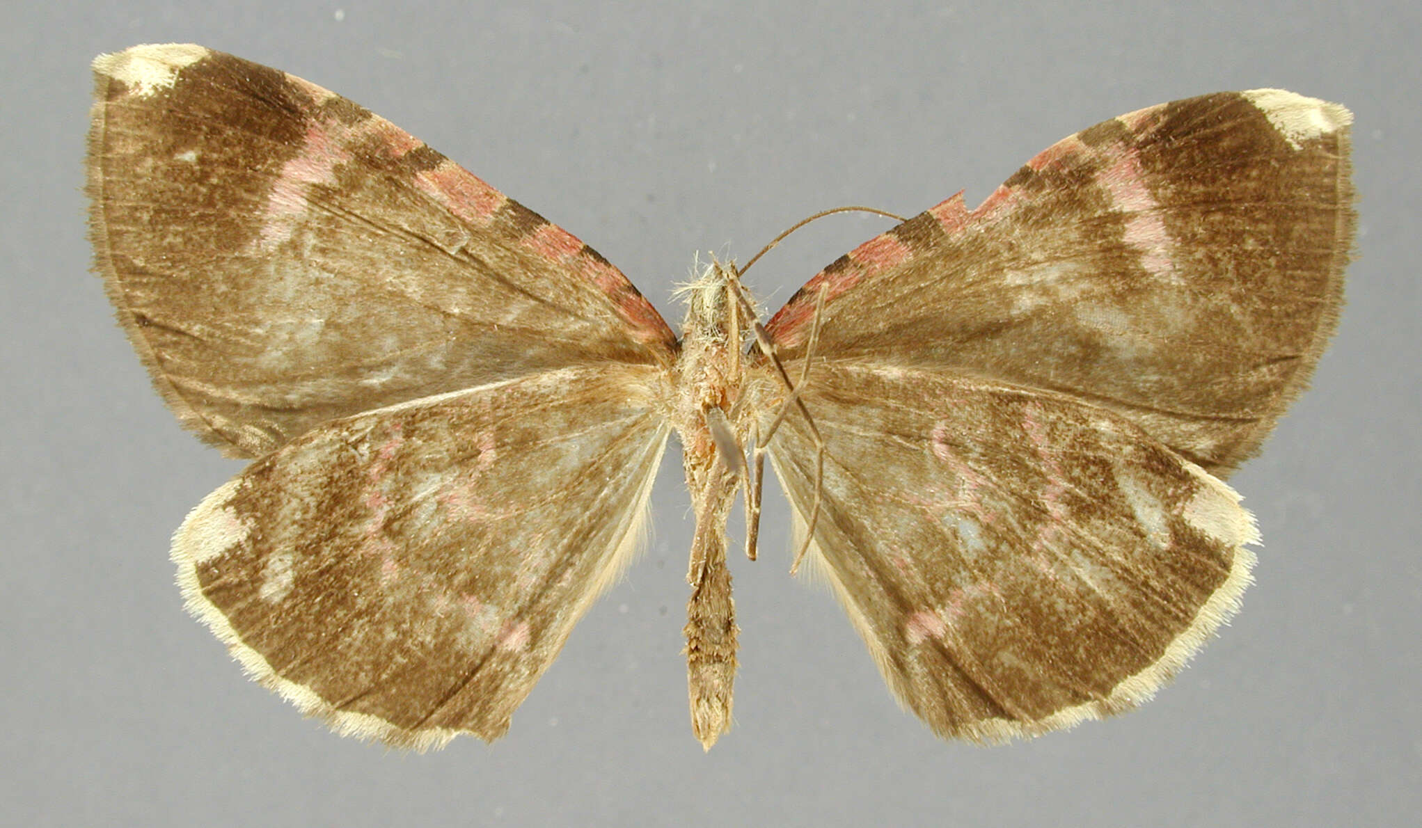 Image of Erebochlora magnifascia Dognin 1912