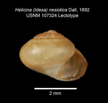 Image of Helicina nesiotica Dall 1892