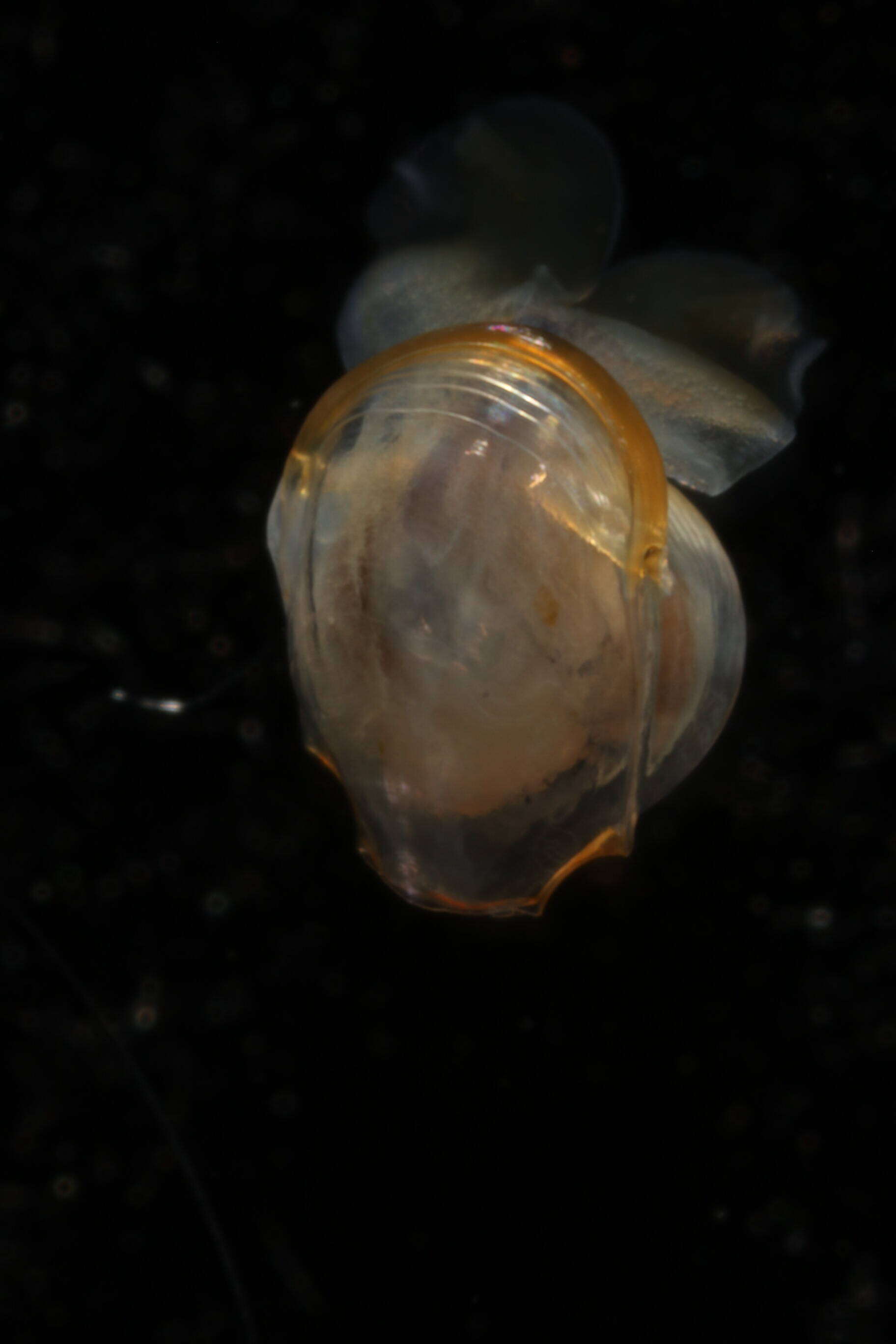 Image of Telodiacria Rampal 2019