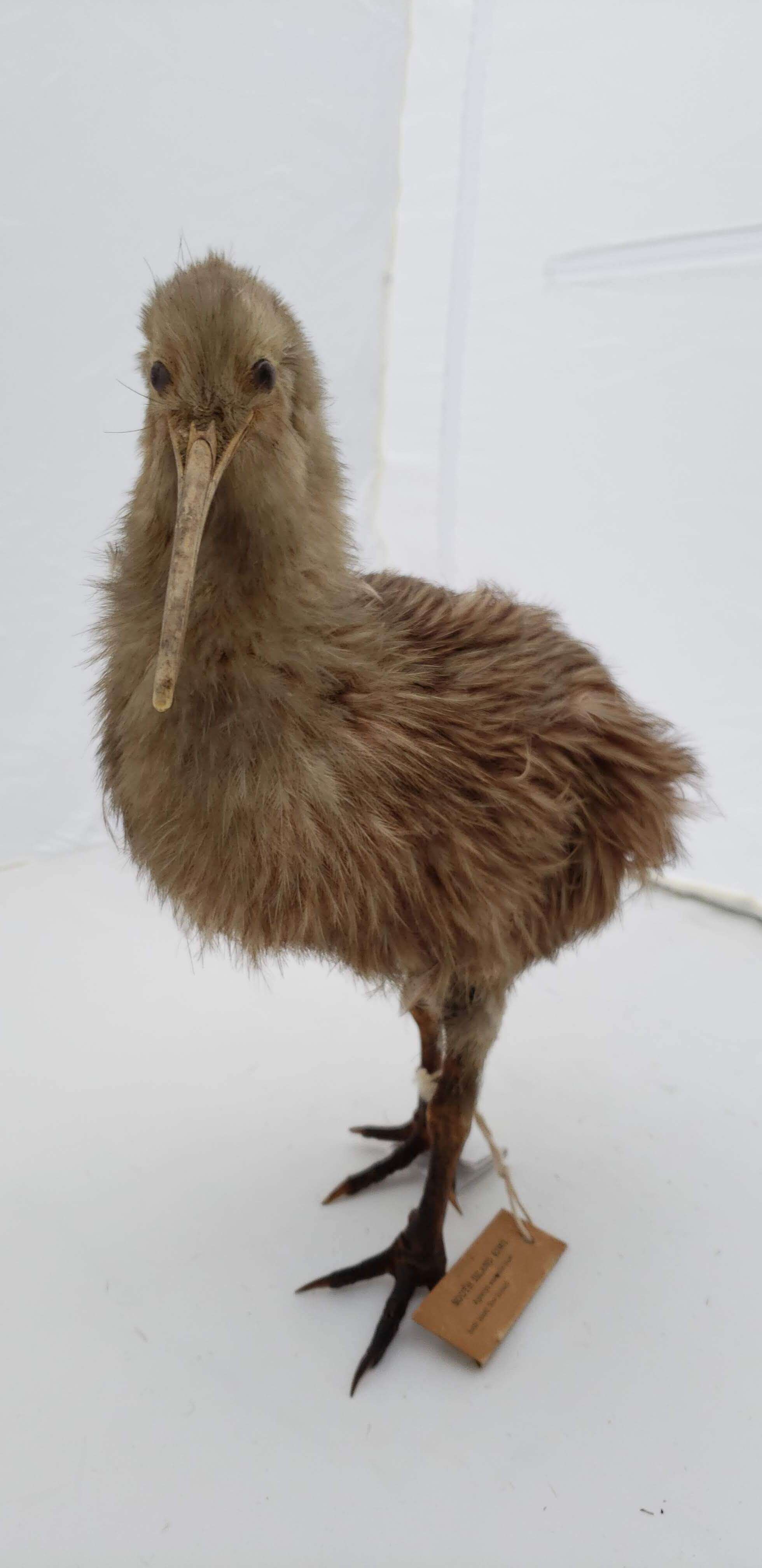 Image of Southern Brown Kiwi