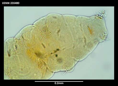 Hypsibius Ehrenberg 1848 resmi