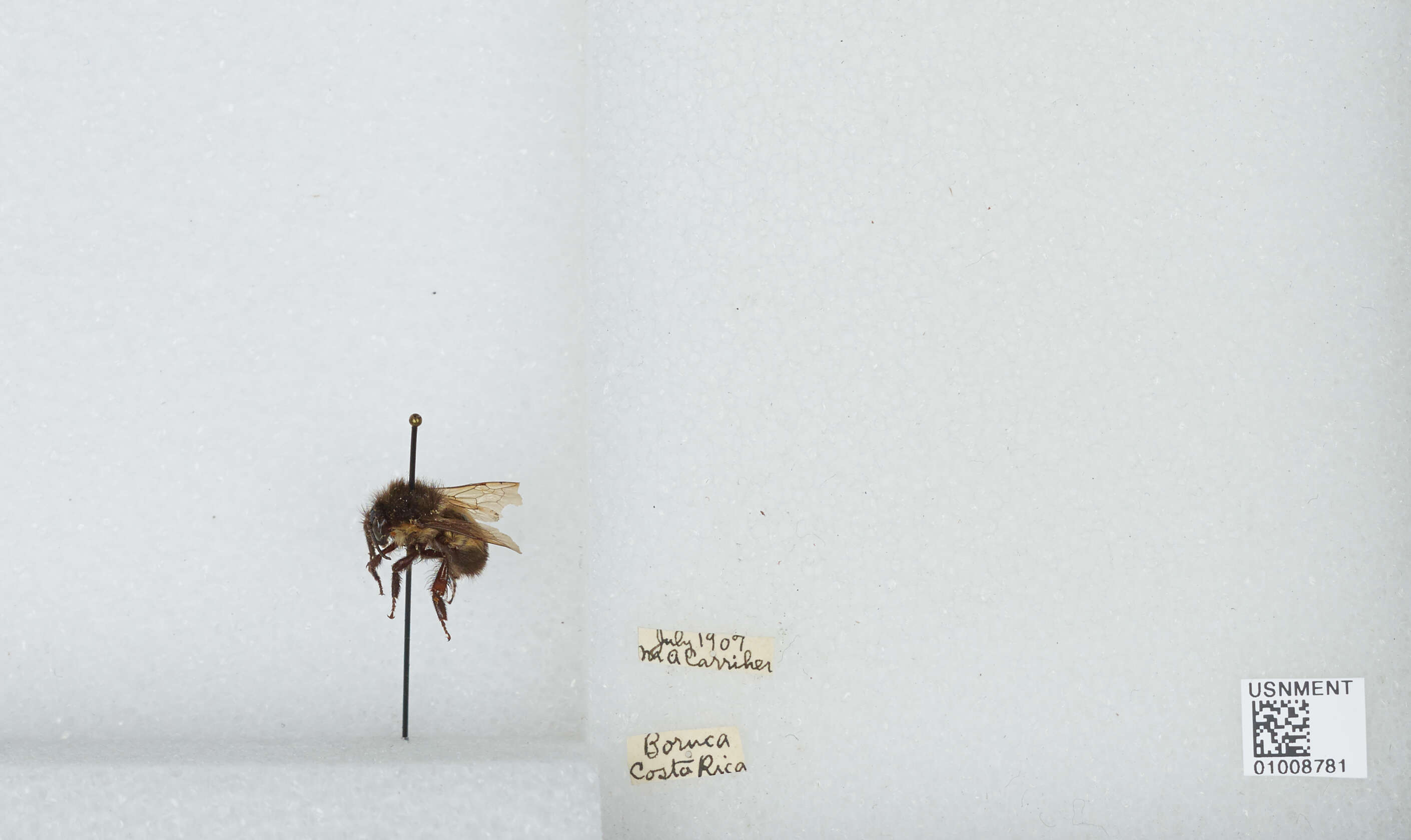 Image of Bombus ephippiatus Say 1837