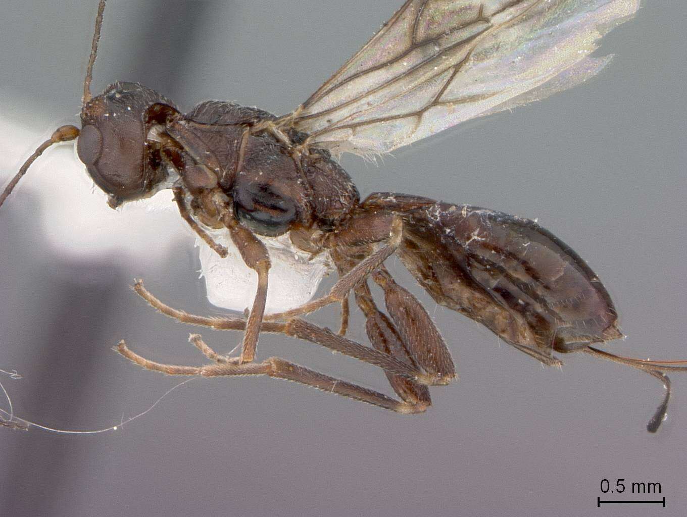 Image of Dendrosoter chansleri Marsh 1967