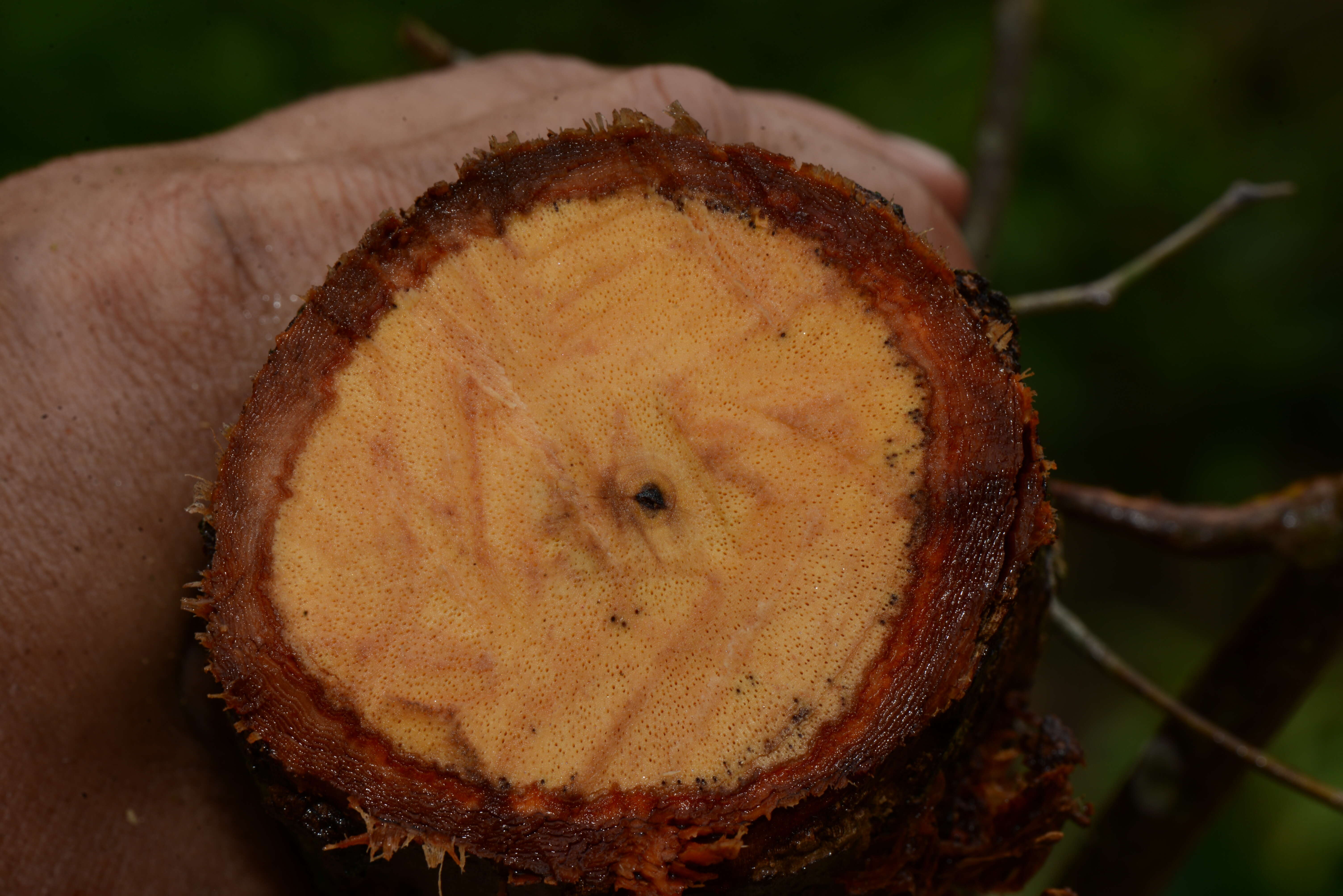 Image of Dalbergia glabra (Mill.) Standl.