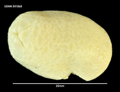 Image of Psolus dubiosus Ludwig & Heding 1935