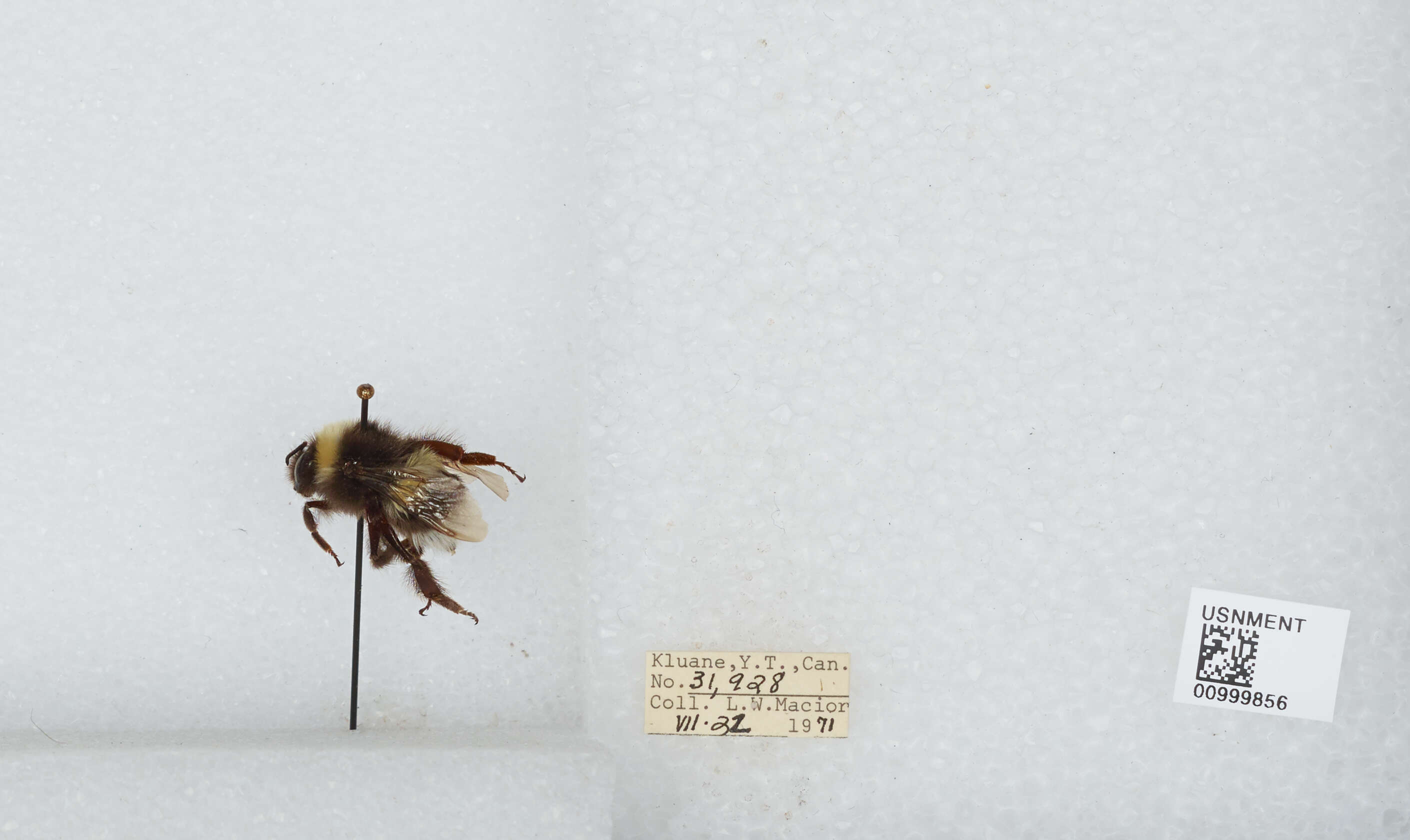 Image of White-tailed bumblebee