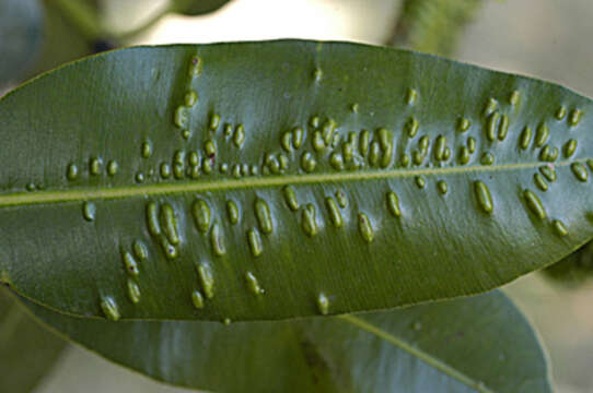 Image de Calophyllum antillanum Britton