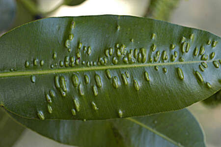 Image of West Indian-Laurel