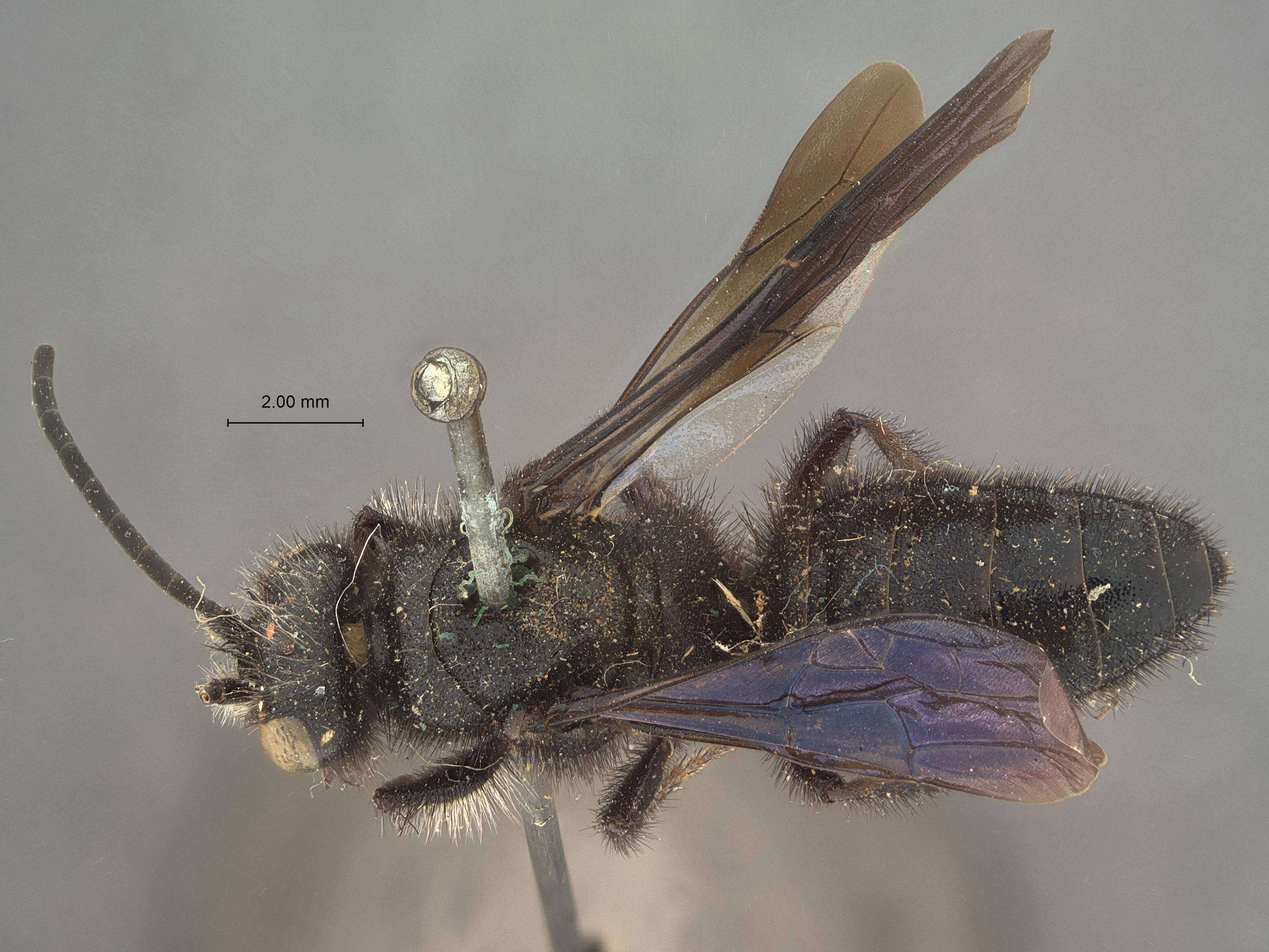 Image of Telephoromyia Guérin-Méneville 1838