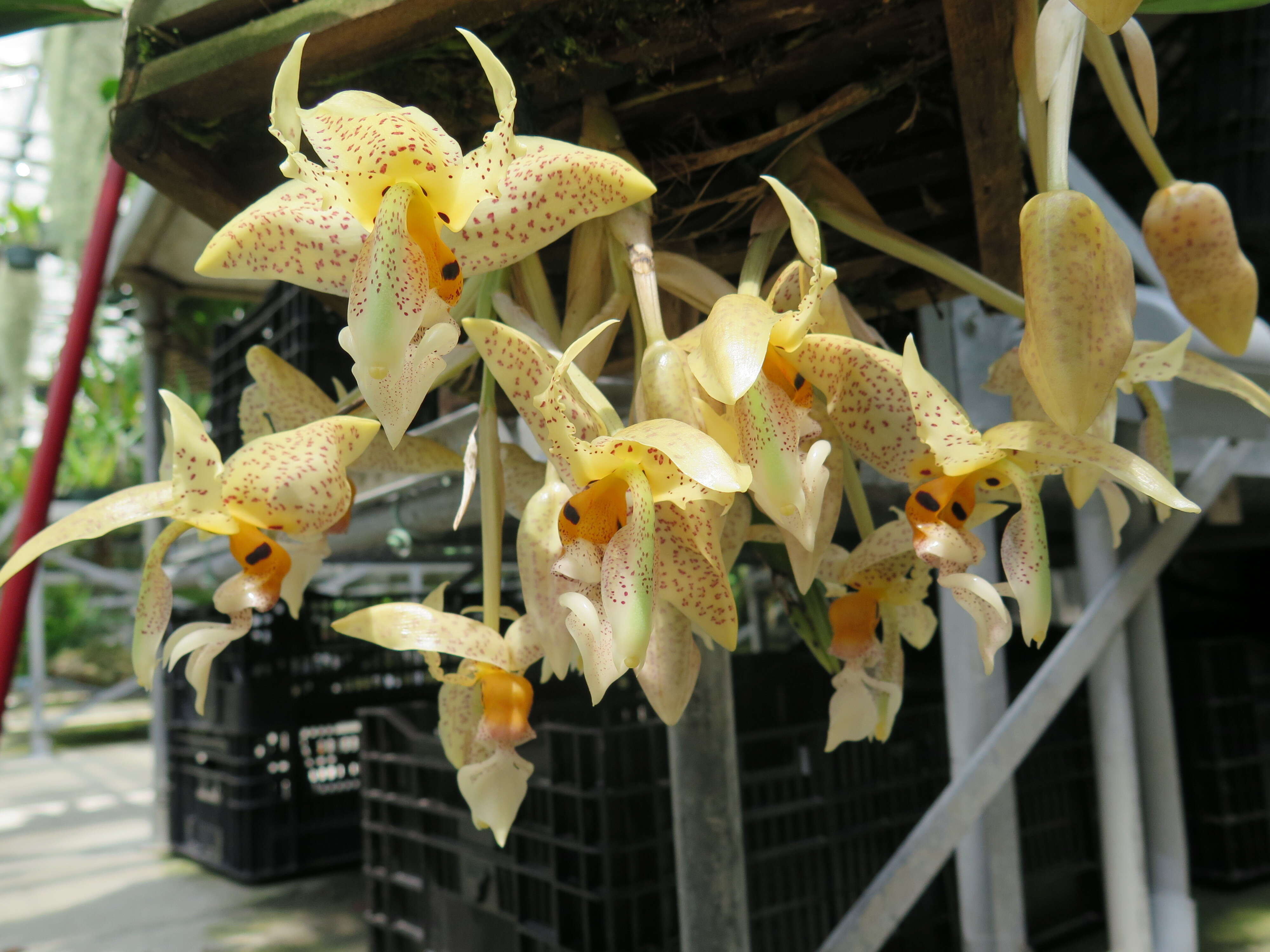 Image of Stanhopea oculata (Lodd.) Lindl.