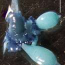 Image of Resomia persica Pugh & Haddock 2010