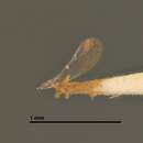 صورة Coccobius varicornis (Howard 1881)