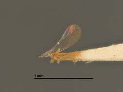 صورة Coccobius varicornis (Howard 1881)