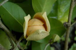 Image of mountain soursop