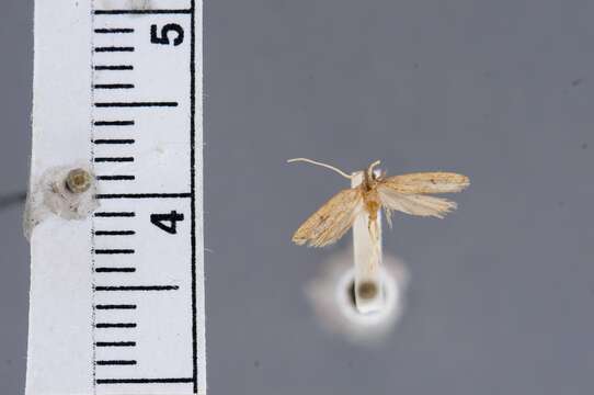 Image of Lecithocera luteola Diakonoff 1967