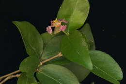 Image de Malpighia glabra L.