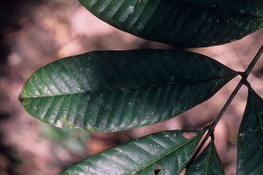 Image of Talisia furfuracea Sandwith