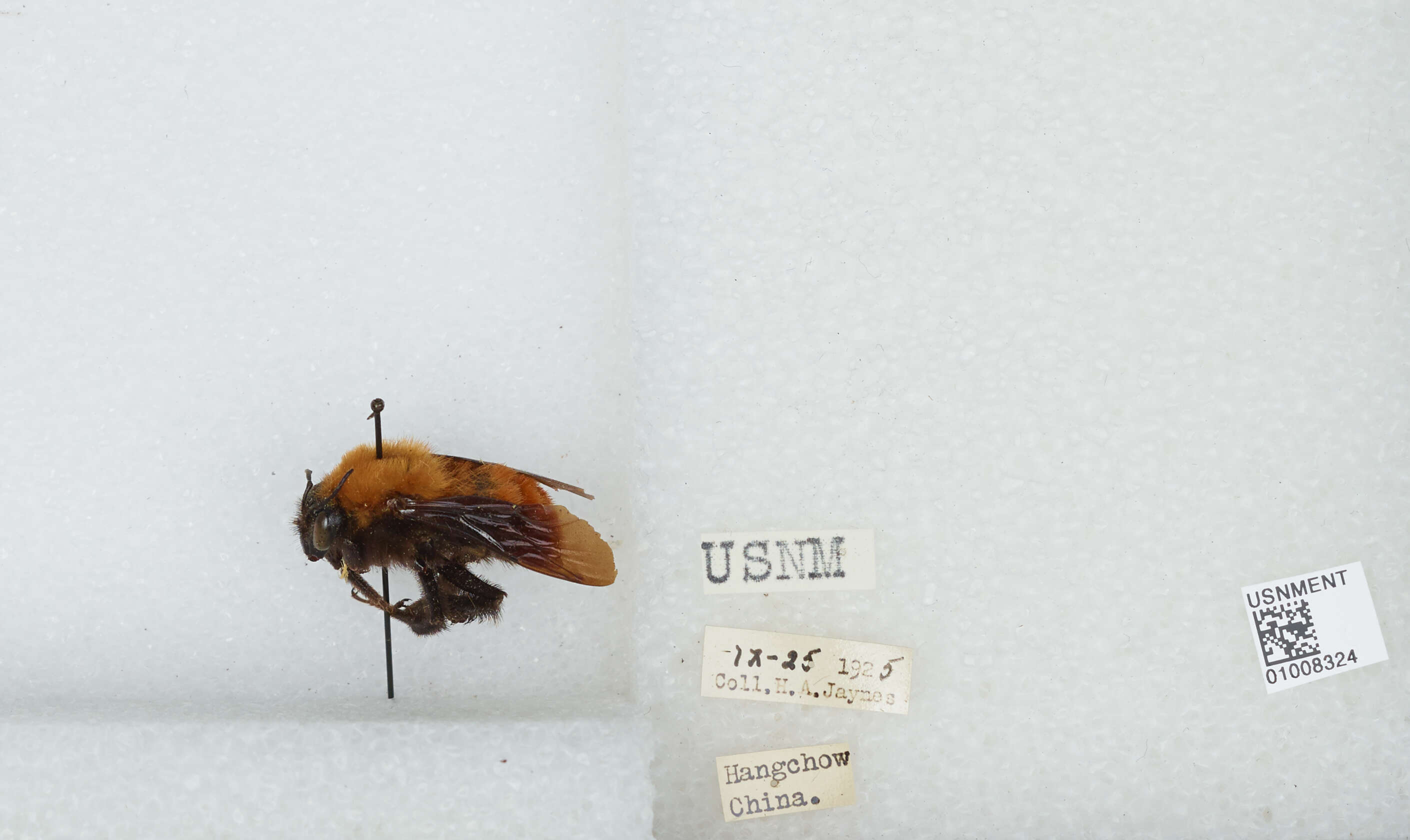 Image of Bombus atripes Smith 1852