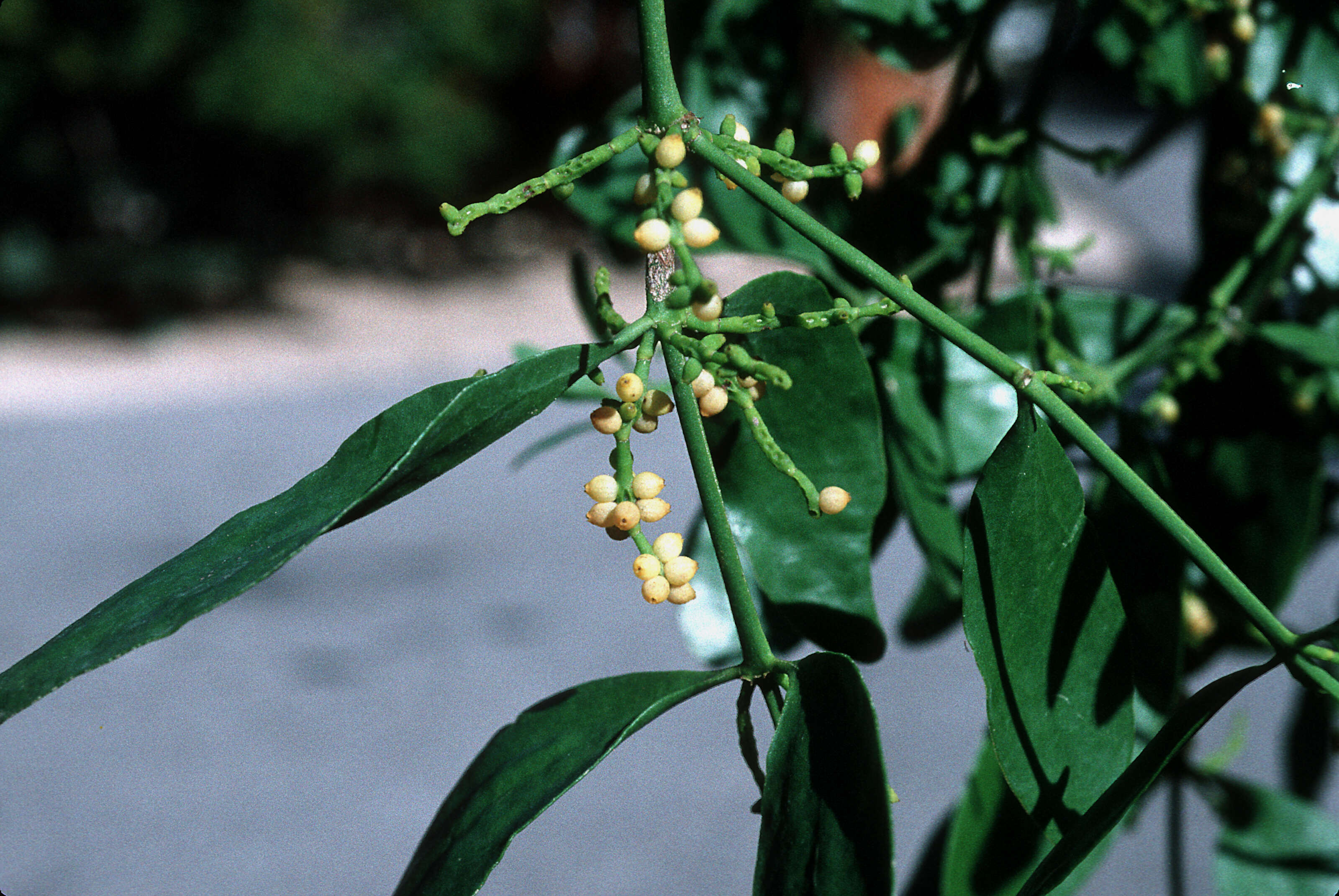 Image of goldenfruit mistletoe