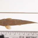 Sivun Pararhinichthys bowersi (Goldsborough & Clark 1908) kuva