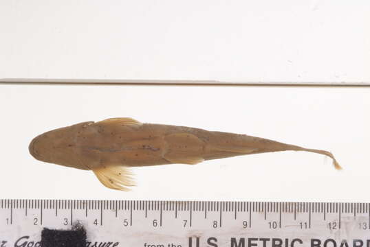 Image of Pararhinichthys