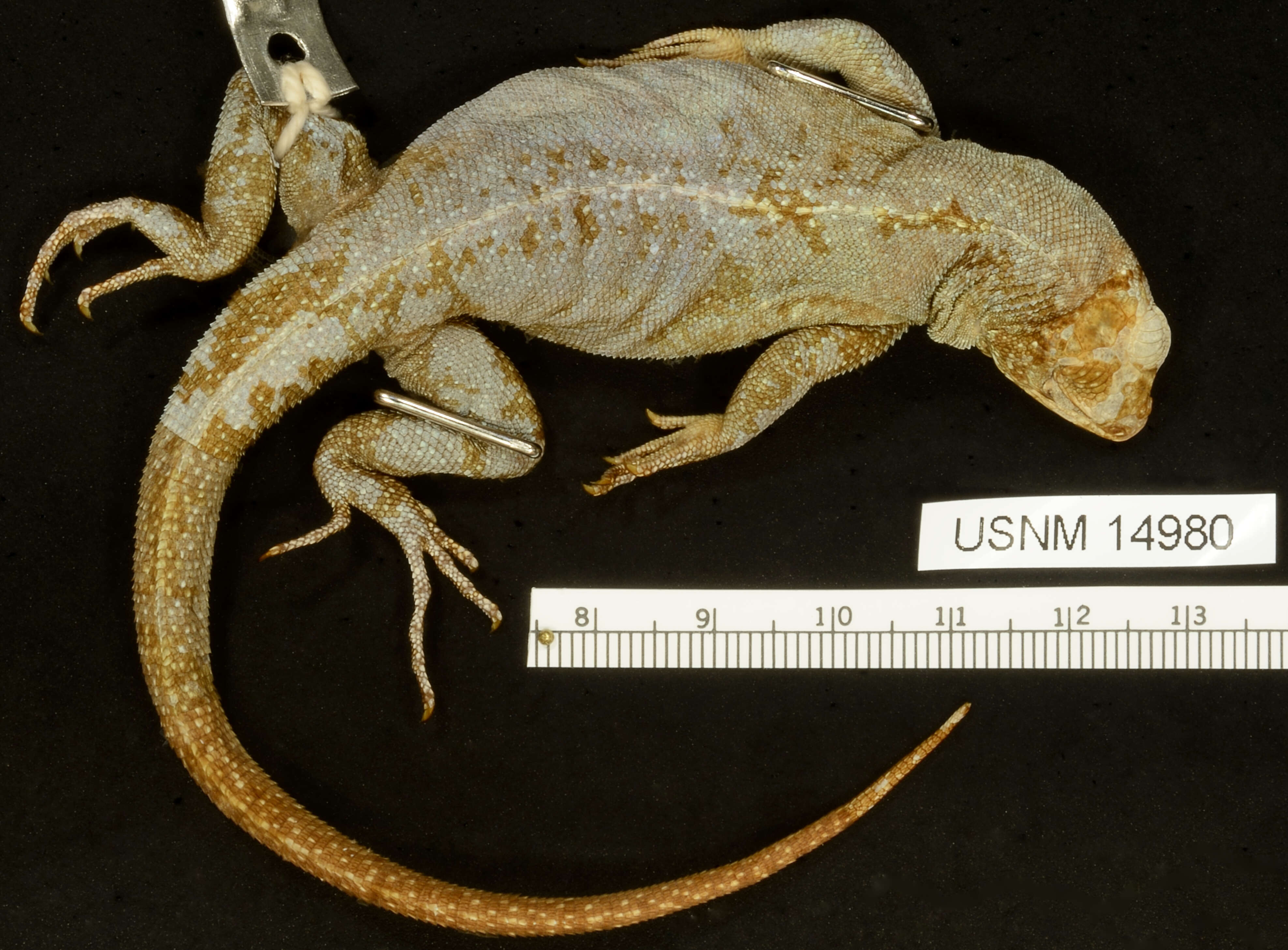 Sivun Microlophus pacificus (Steindachner 1876) kuva