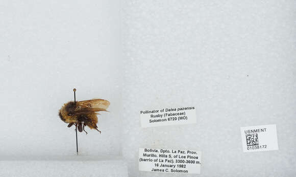 Image of Bombus opifex Smith 1879