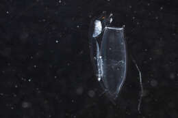 Image de Enneagonum hyalinum Quoy & Gaimard 1827